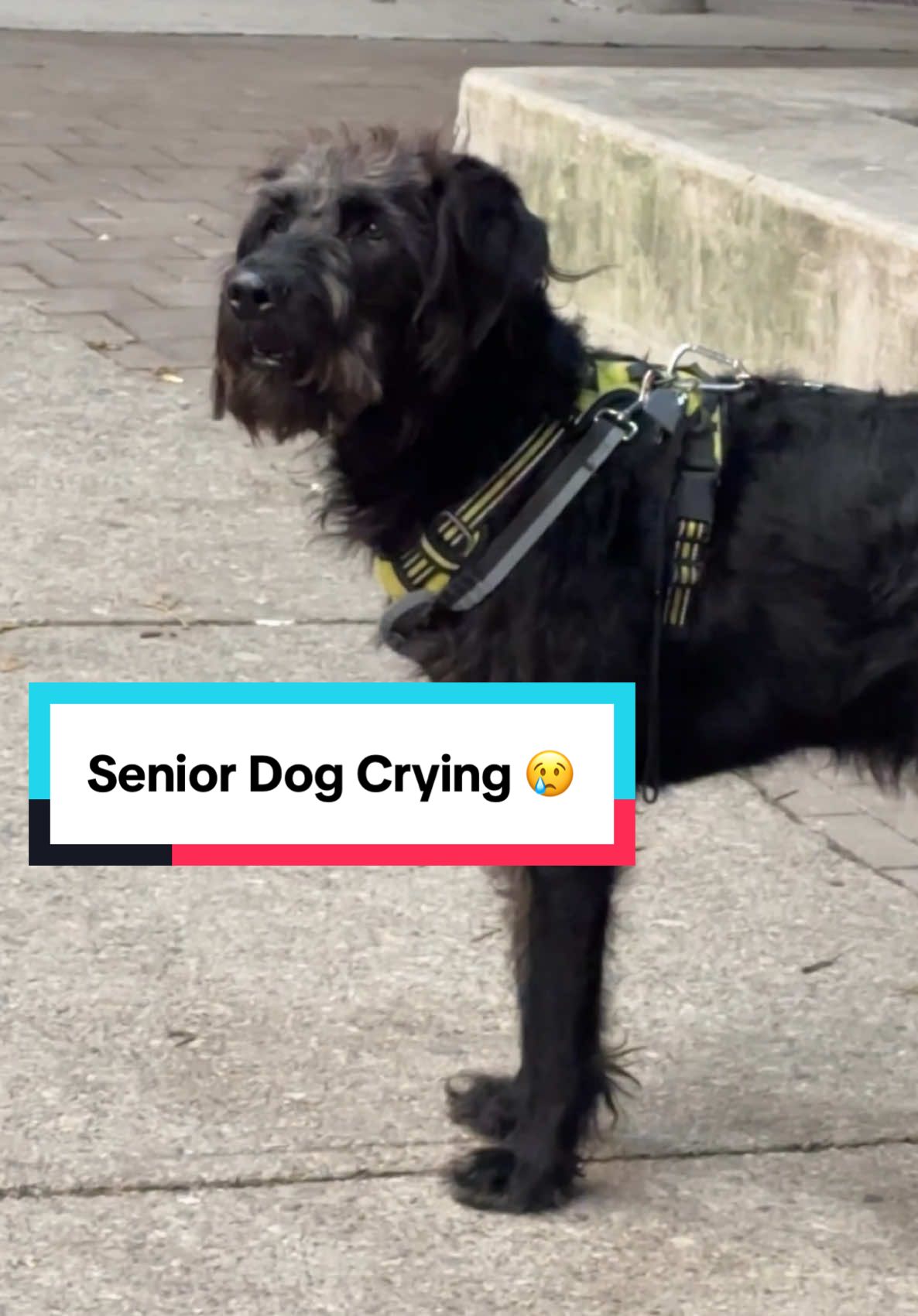 Senior dog crying 😢 waiting too long for the owner 😢❤️🐶 #dog #doglover