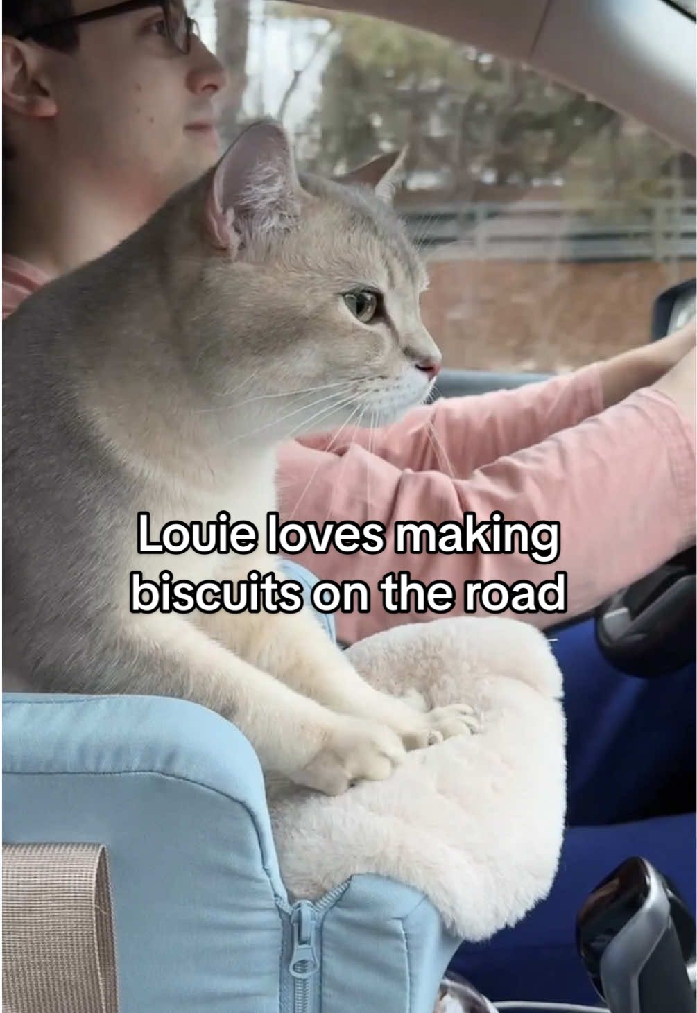 Louie loves making biscuits on the road 🥰. Todd meanwhile just slept in his carrier the entire time. Their pet booster seat is linked in our Amazon storefront ❤️ #catlife #cat #carride #adventurecat #travelcat #britishshorthair #cutecat #britishshorthaircat #catdad #catlover #kucing