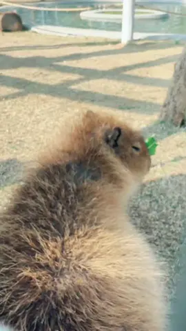 Sleepy at work 🤣 #capybara #pet #animal #cute #cutepetjourney 