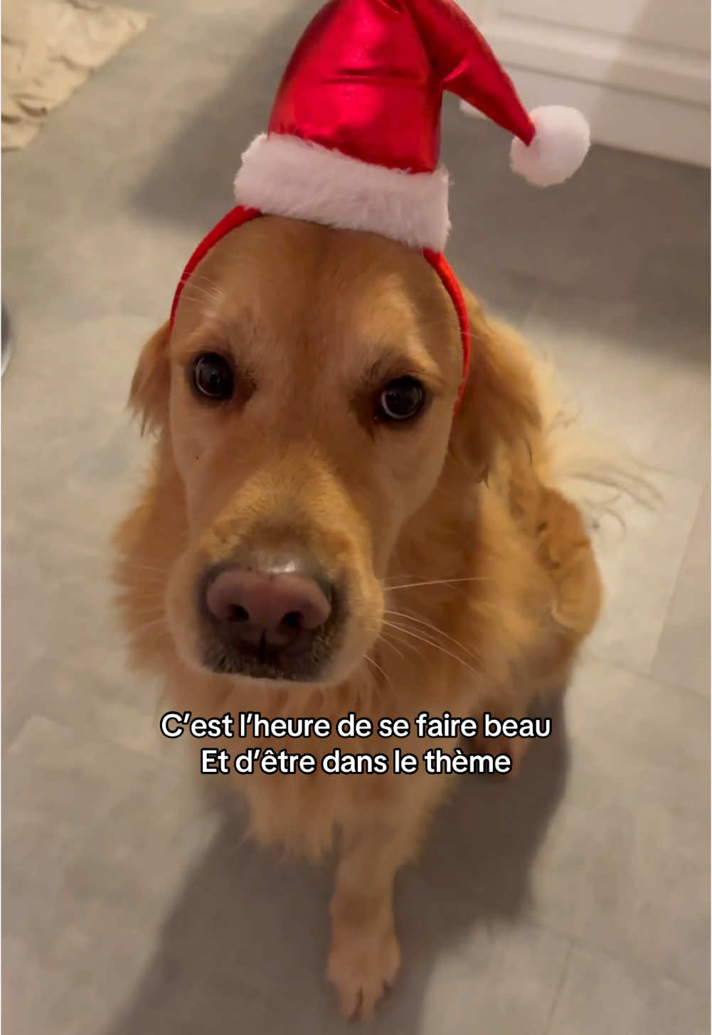 Un noël en bonne compagnie 🎄🎅🏼