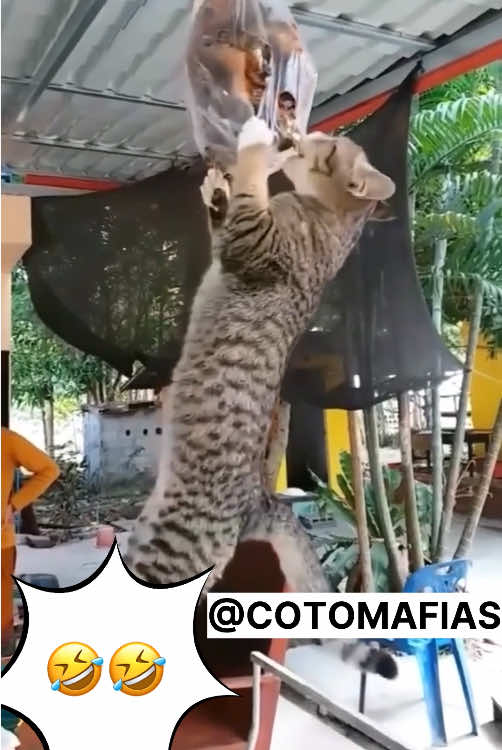 😂FUNNY CATS🤣 #funnycat #cattiktok #badcat #funnydogs 