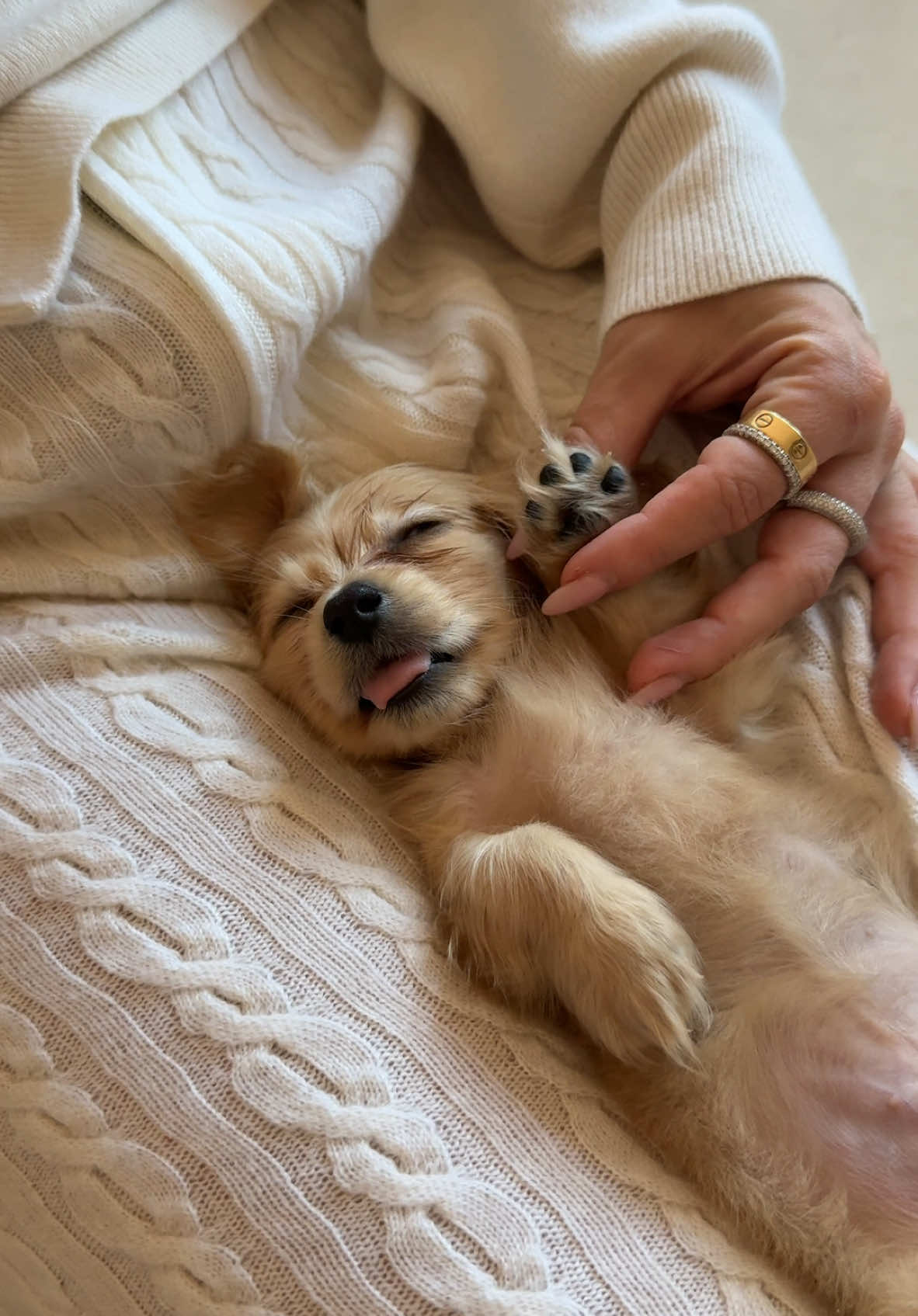 i'm so cute it's disgusting 🐾#dachshund #dachshundsoftiktok #doxiesoftiktok #puppy #doxie #doxiesoftiktok #puppycheck 