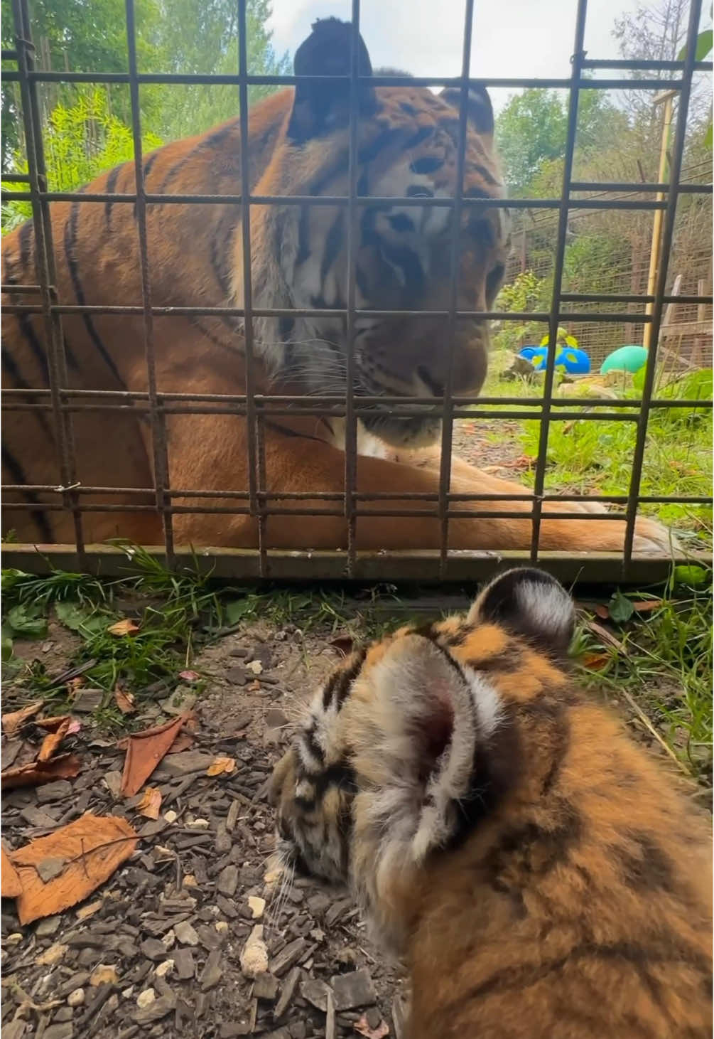 Baby Athena meets Atilla the tiger ! @Athena & moi  #tigers #lions #normandie #cat