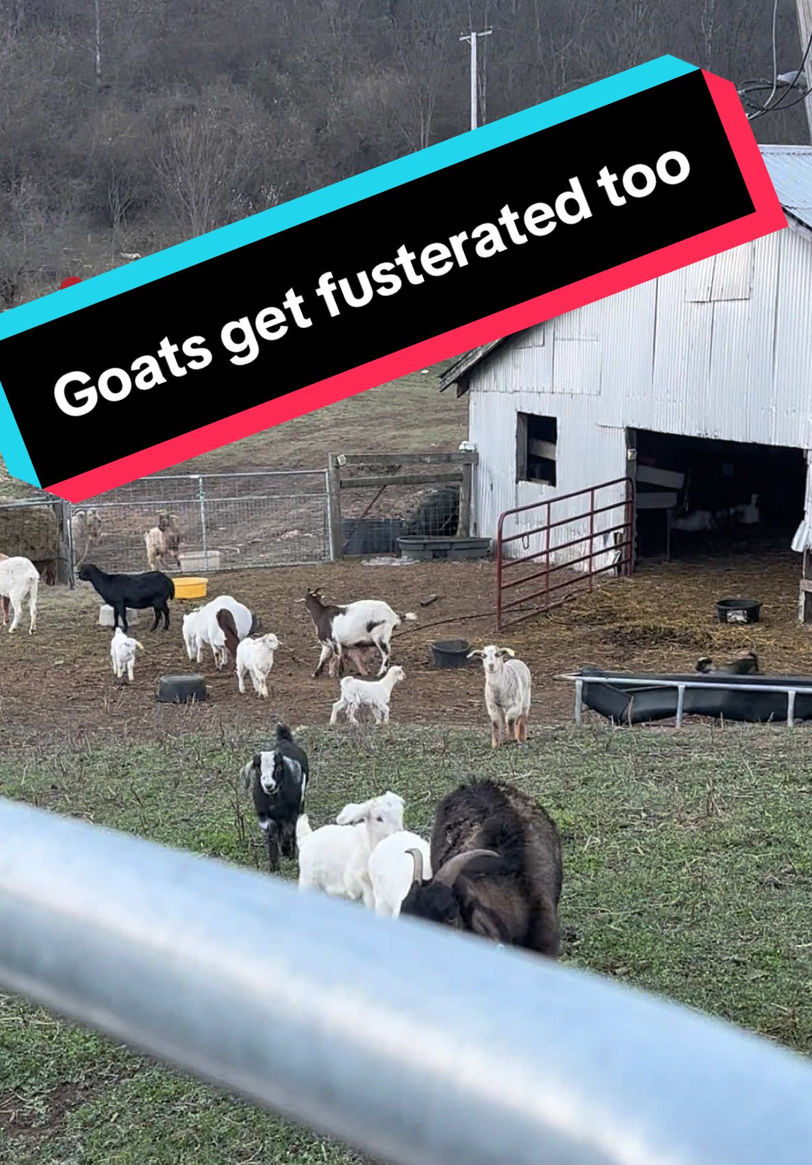 #foryou #goats #youngbucks 