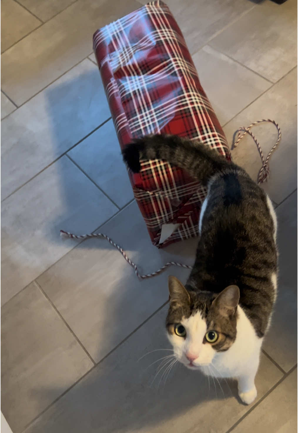 Oh you need help mam?! 🎁#wrappinggifts #catsoftiktok #lomp #mew