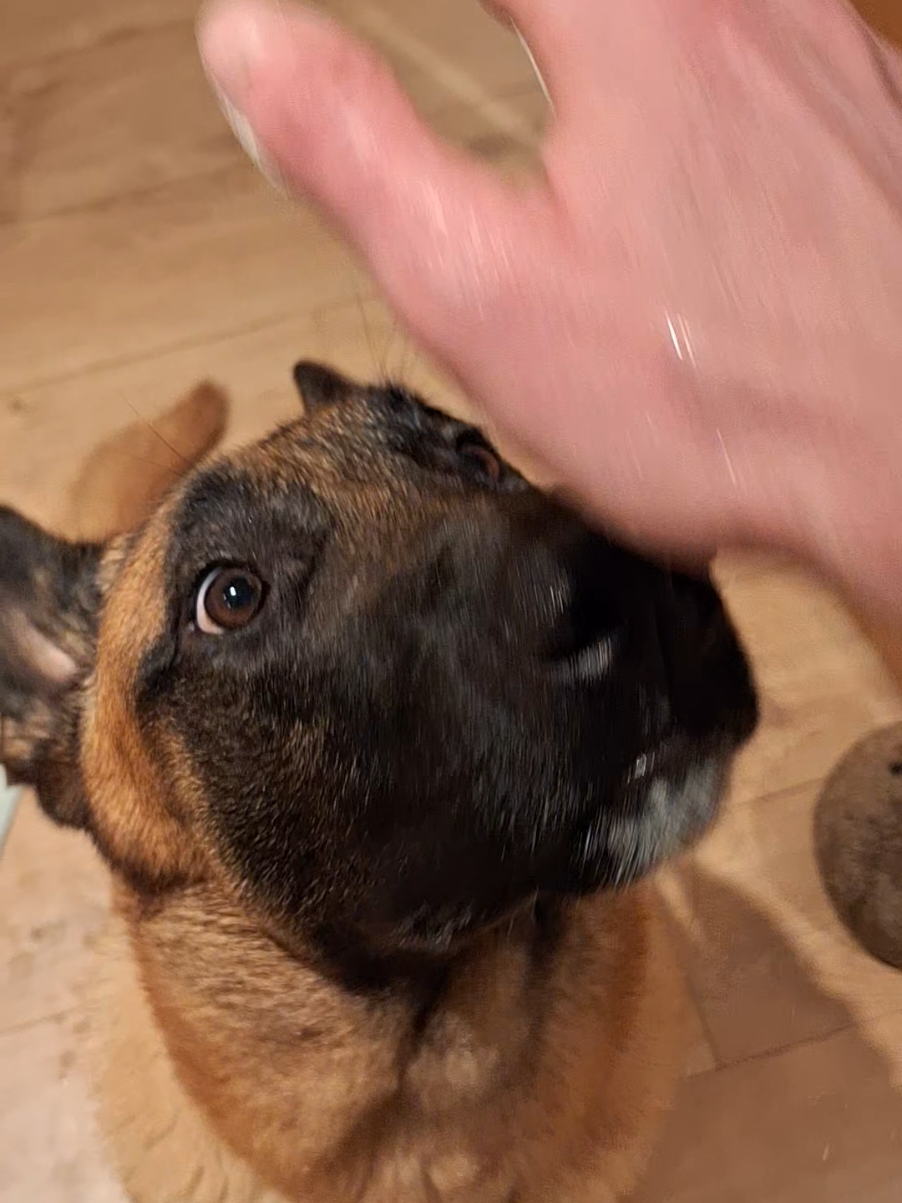 Preparing a Belgian Malinois for his first patrol. #fyp #foryoupage #belgianmalinois #puppy #dog #lordoftherings 