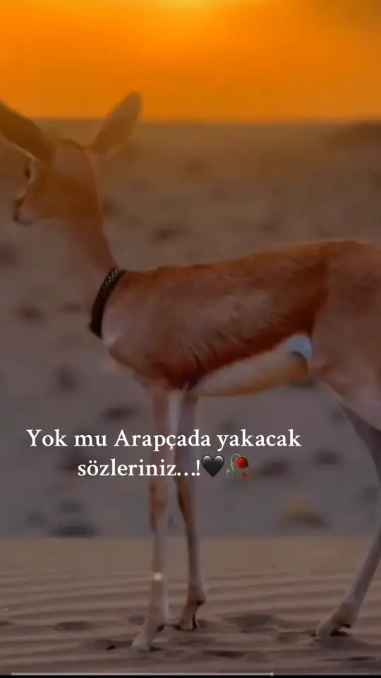 #fpyシ❥tiktok🖤🌹 #💔💔💔💔💔💔💔💔💔💔💔💔💔💔💔💔💔💔💔💔 #fpyシviral_ #💔💔🌅🌅🌅 #arapçaşarkı🎶 #harranovası 