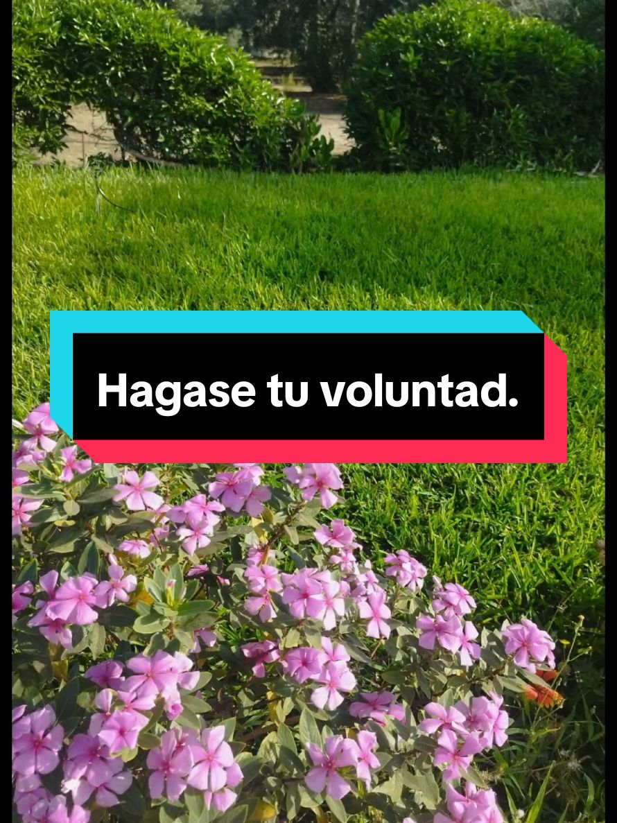 Hagase tu voluntad.#bendiciones🌹❤️🙌🏻🙌🏻🙏 #Gratitud#padrenuestro #actitudpositiva #autoestima #creatorsearchinsights #oracionespoderosas  #CapCut 