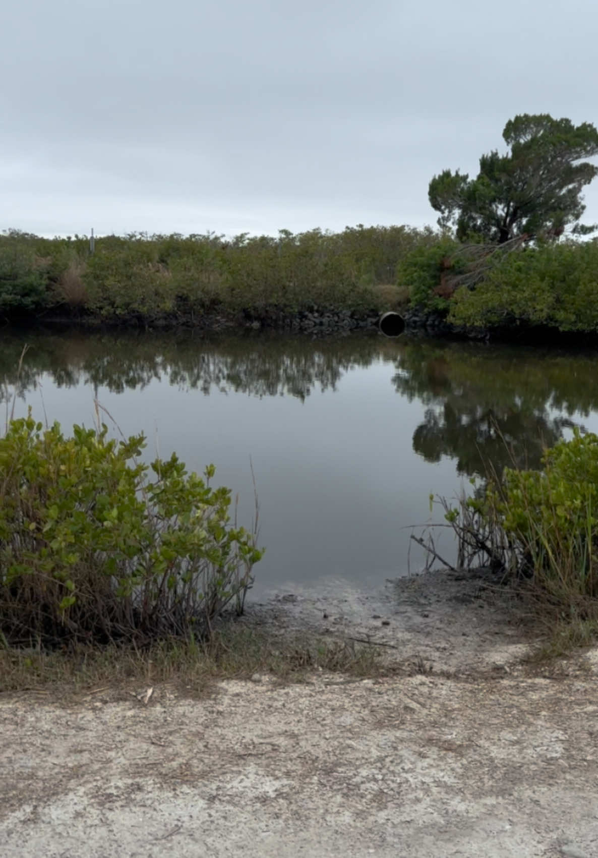 Would you fish? #fyp #gatorcreek #boxjellyfish #sharks #floridalife #gators