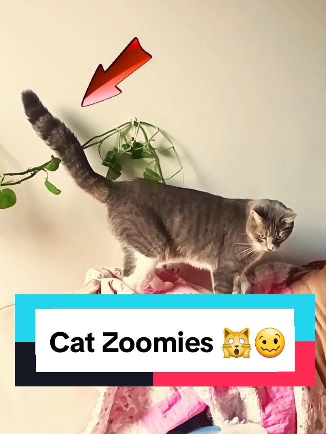 Numnum cat zoomies explained from cat perspective of The Zoomies 😋 #creatorsearchinsights #zoomies #catlover 