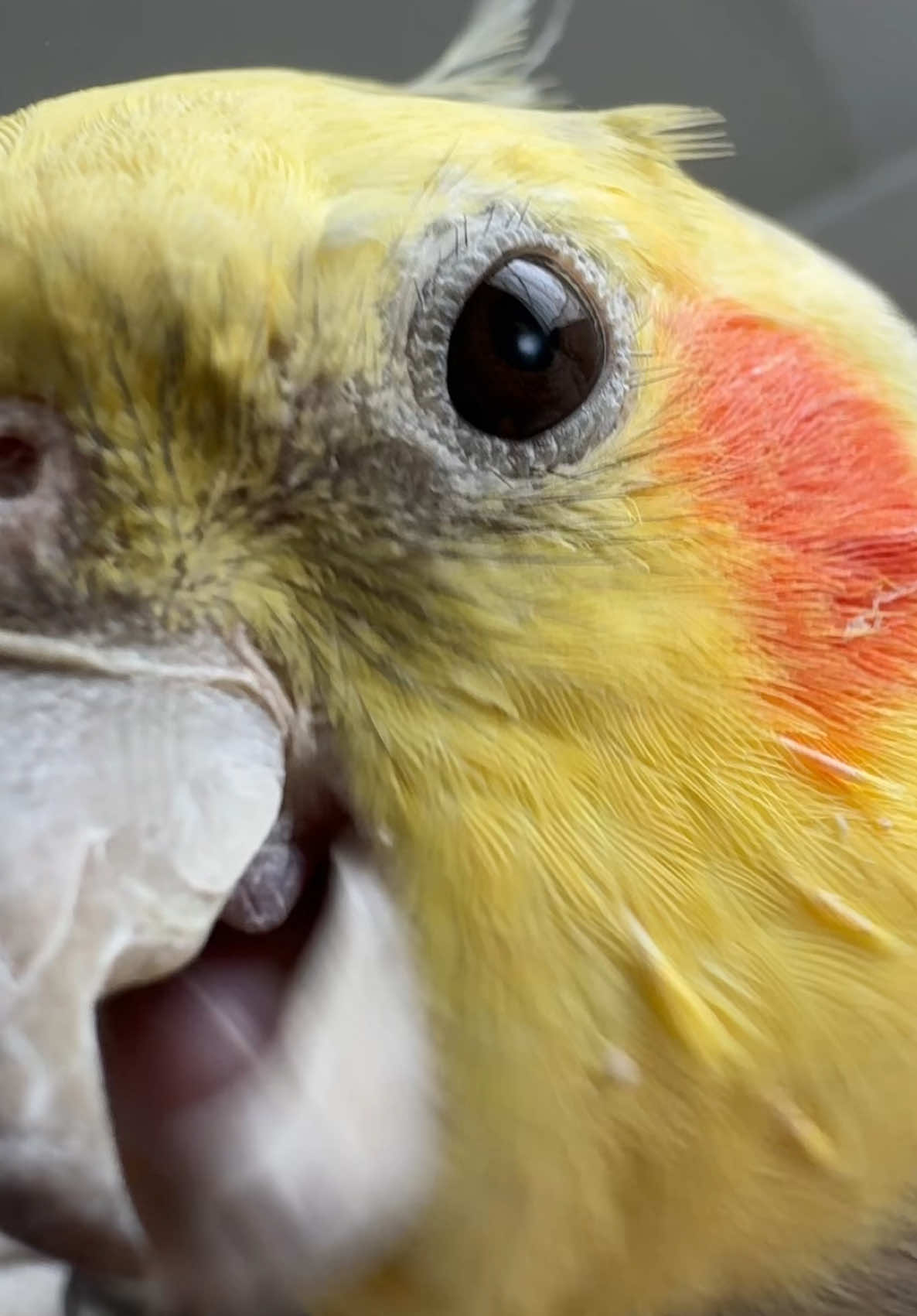 He’s comin for you 🙃 #birdsoftiktok #parrot #pet #fyp #cockatiel #cutebirdvideos #birdwatching