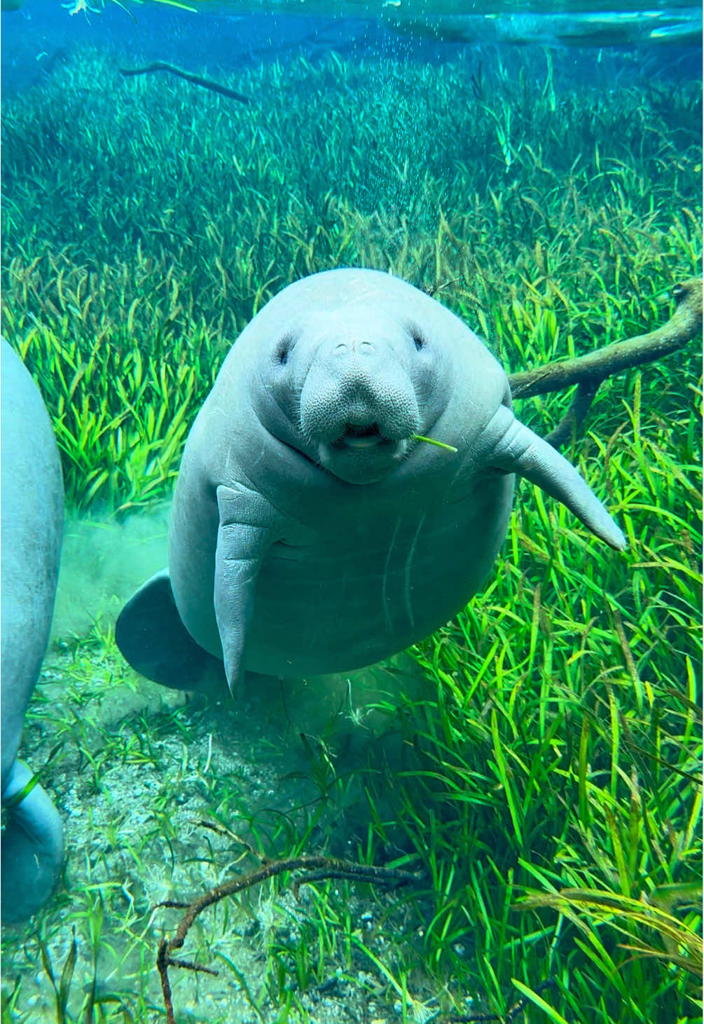 A young manatee snacks while being closely watched by his mother in the wild. ❤️   🛶: @Ecoventure Tours  #conservation #wildlife #nature #manatee 