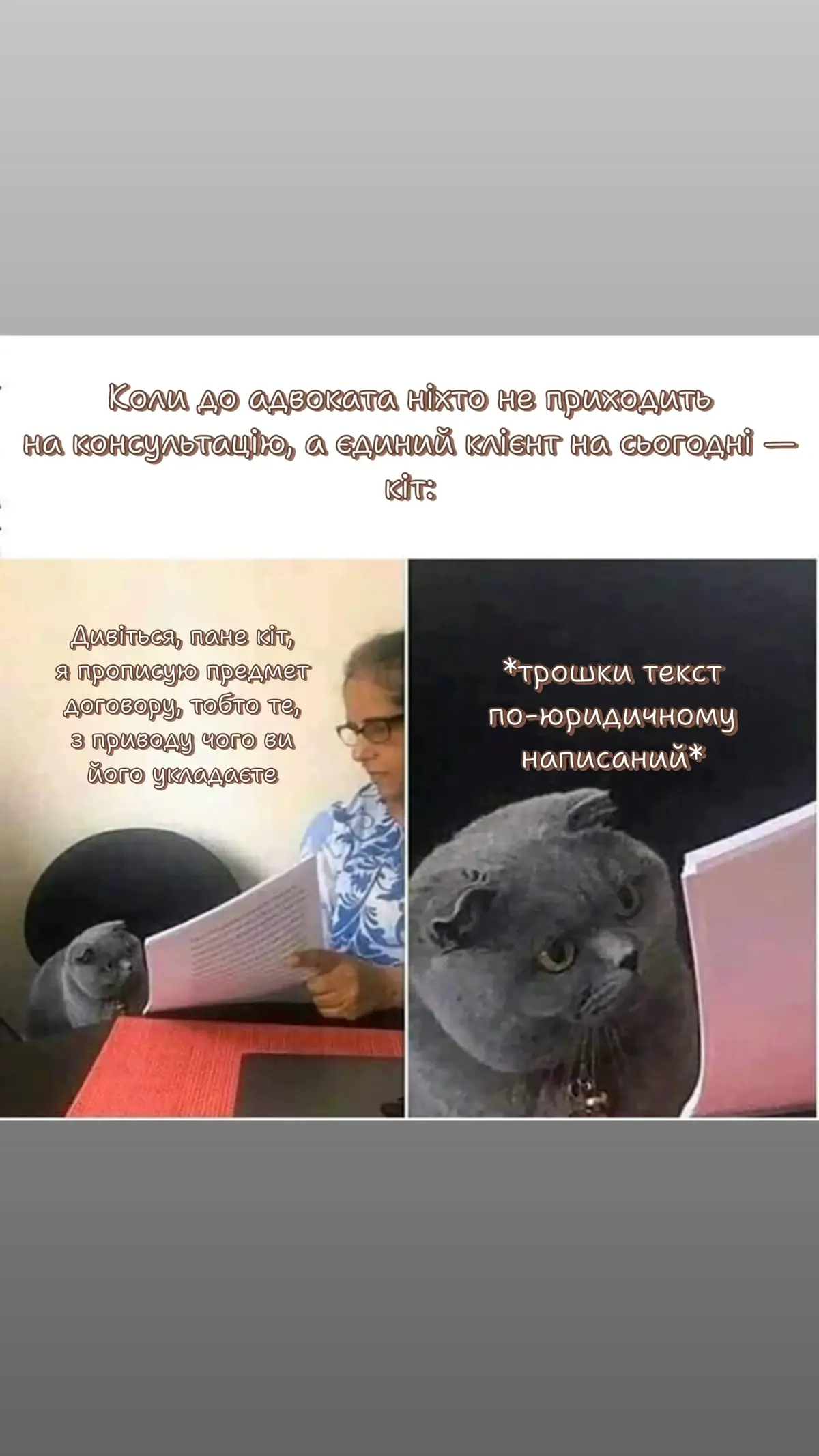 Цікаво, а є адвокати, які заводять до своєї контори котика? 😺 #співучийюрист #законпонадусе #юристукраїна #юристдлябізнесу