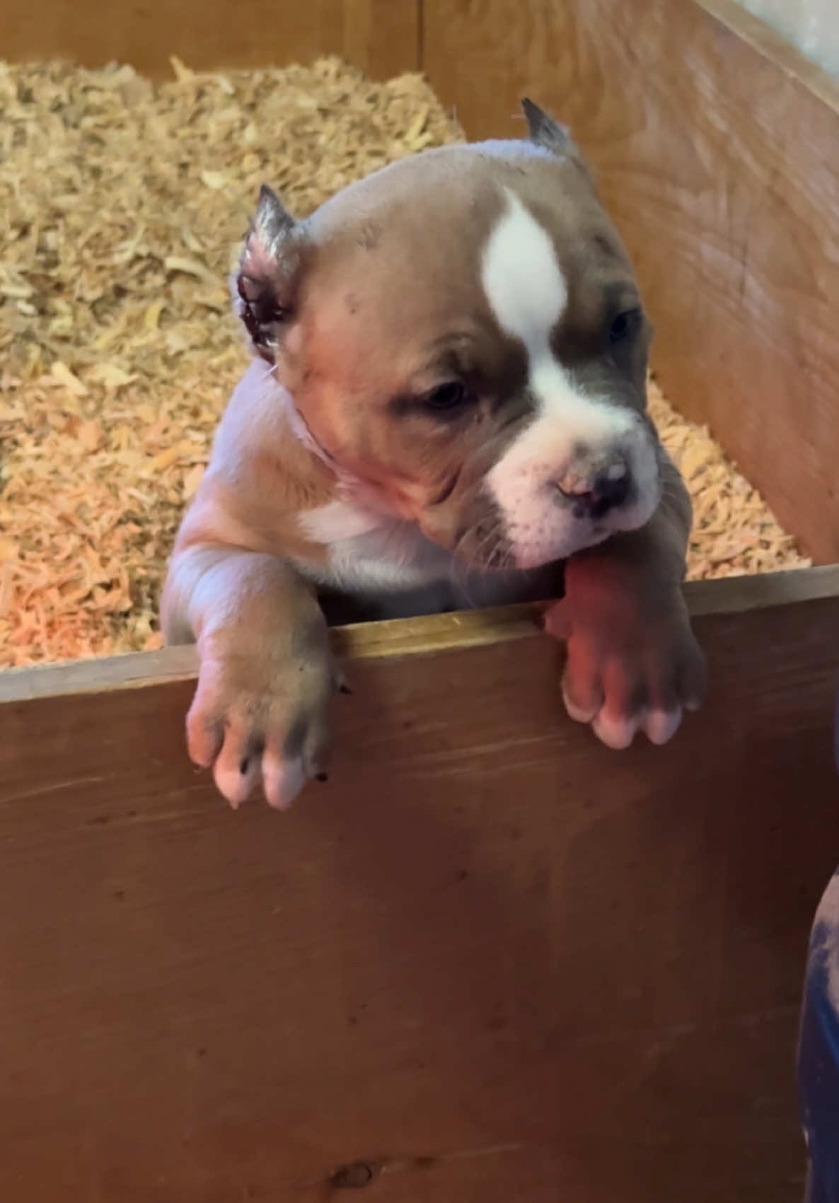 Puppies got their fades today, looking sharp. #puppies #americanbully #ambully #foryou #badass #dog #dogs #pups #strong #tough