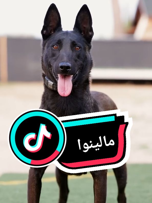 كلب المالينو او المالينوا #كلاب #dog #chien #مالينوا # #malinois #Malinois_Hund 