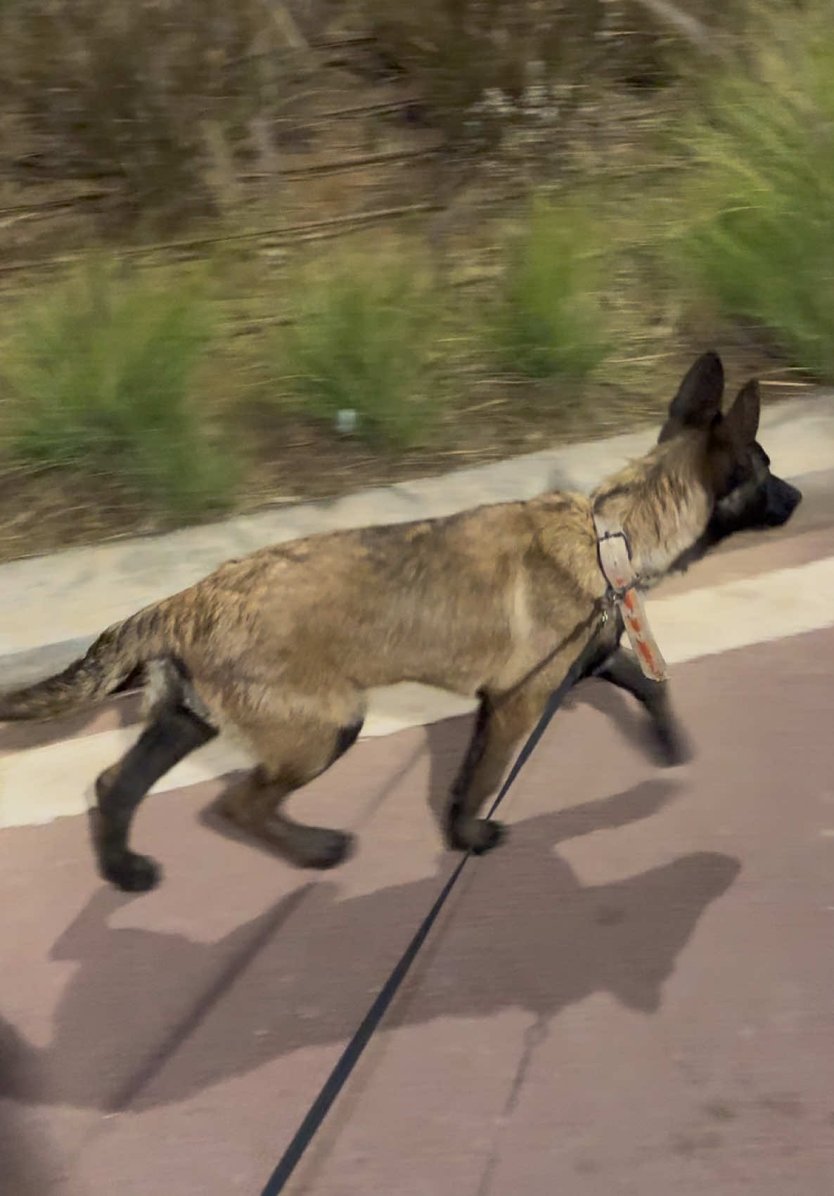 Cezard On the seventh day 🐕❤️ #dog #malinois #maroc #fyp #explore