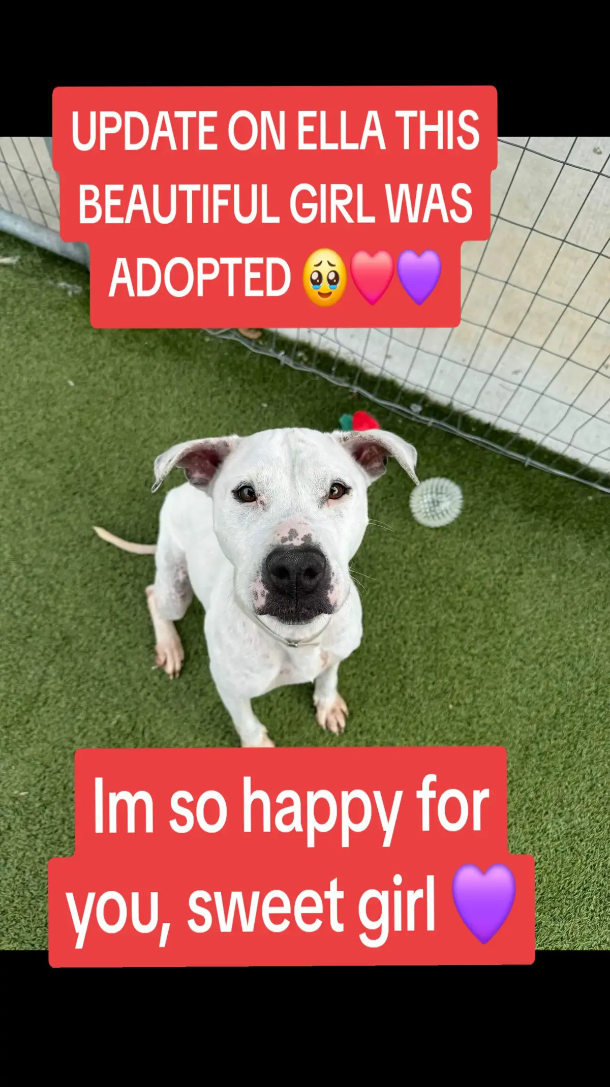 #ASMT #adopt #foster #harriscountypets #rescue 