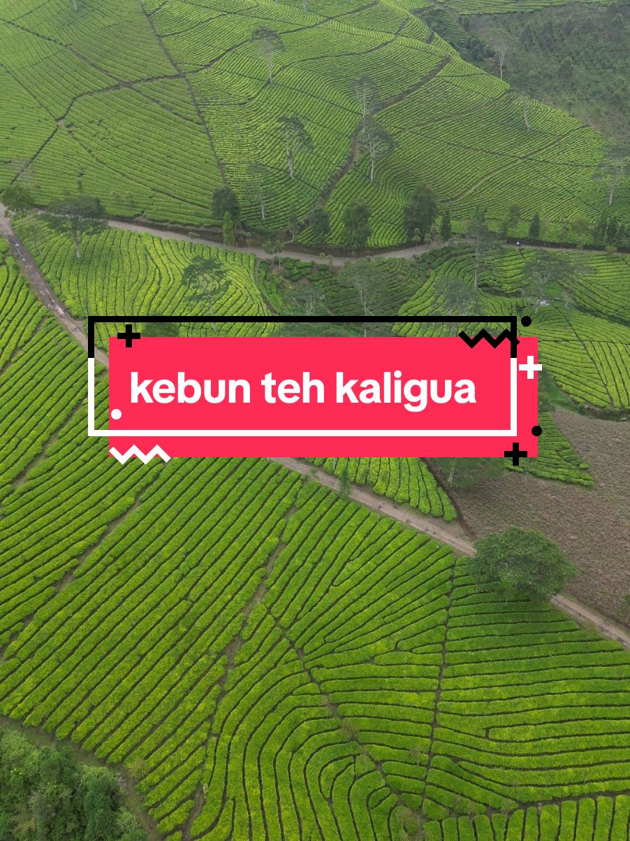 kebun teh kaligua #foryoupage #fyp #fypシ #bumiayu #brebes #pesonabrebesselatan #jawatengah 