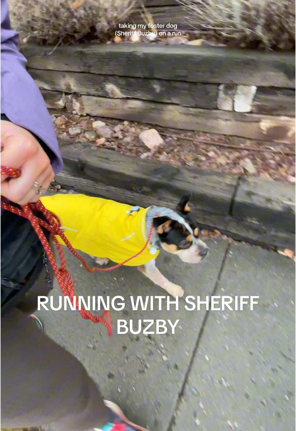 taking Sheriff Buzby on a run. He’s available for adoption at the SLC @Best Friends !! #runningwithdogs #fosterdogvlog #fosterdog #cattledogmix #dogadoption #CapCut 