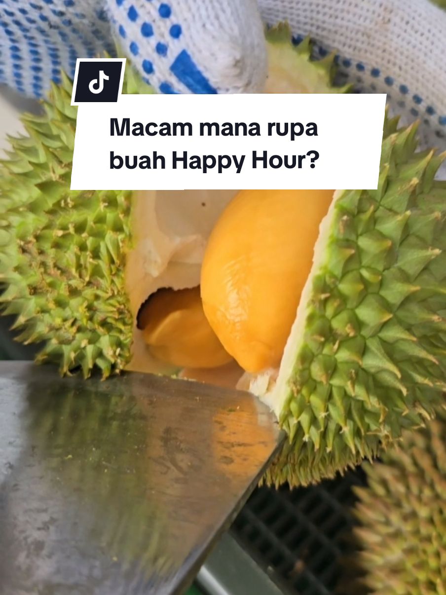 Ramai sangat tanya buah happy hour elok ke tak. Nah tengok sendiri. Kita bagi guarantee. Rosak/muda/masam/busuk kita ganti! #durianmurahjohor #durianmurahpasirgudang #durianpasirgudang #durianjohor #udangmerahjohor #fyp #ddurians #durianlover #durianlovers #d13 #goldenbun #udangmerah #durianudangmerah #duriand13 