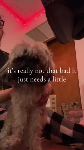 had to remake this idea because last time ya made fun of how bad i was 😐 #doggrooming #doggroomer #dogs #cat #groomingkit #doggroomingkit 