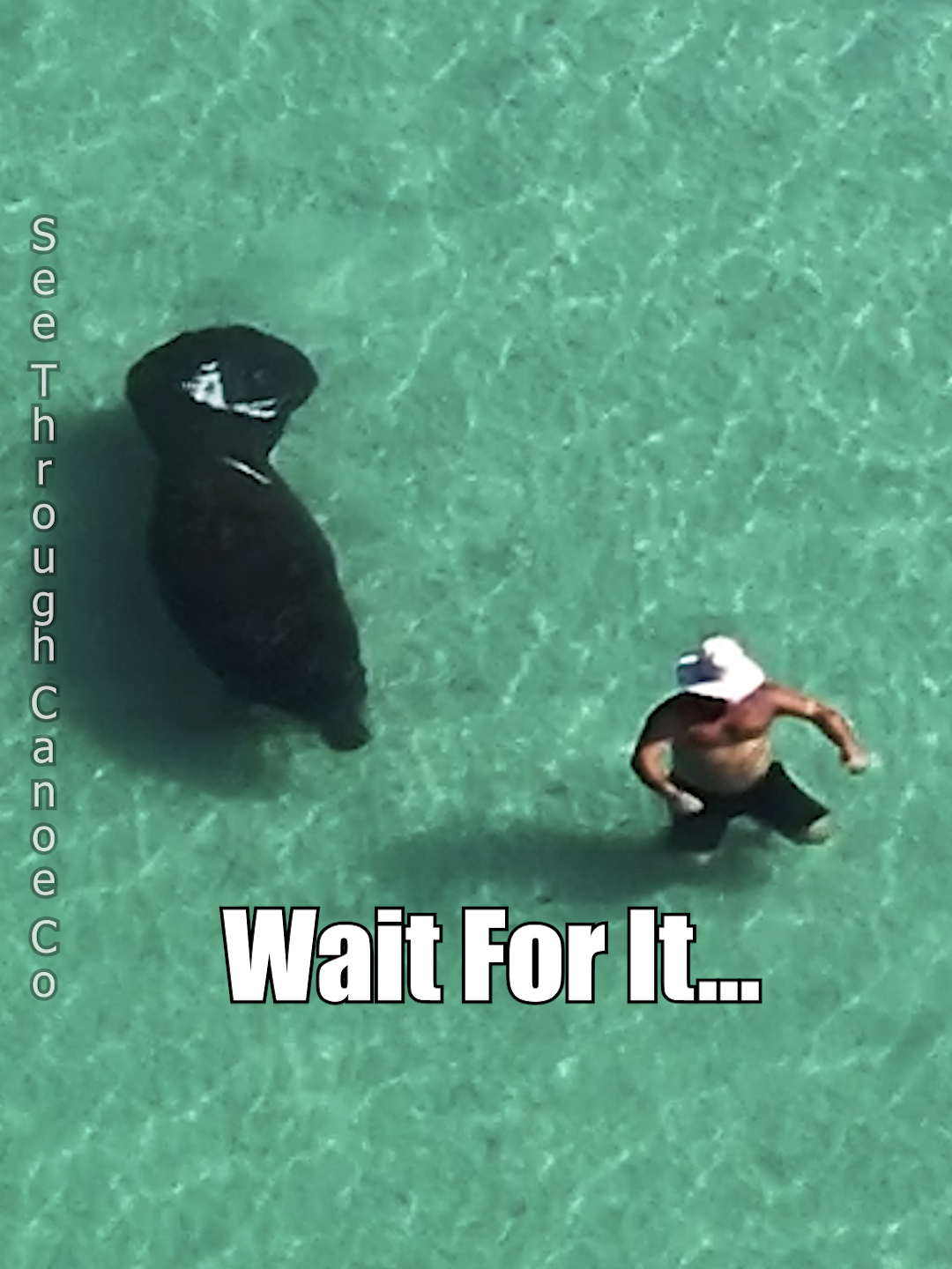 Sneaky Manatee scares a tourist at the beach in Florida. In all fairness, you just don't expect to be relaxing in the gulf and have a big manatee sneak up on you. Still, I think this is one of the funniest wildlife videos I've ever taken.  #nature #funny #fyp #animals #ocean #beach #florida