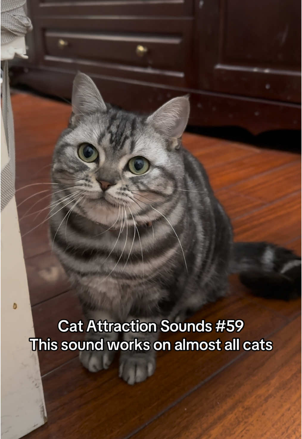 Play this sound to attract your cat 😺🎵 #catsoftiktok #catsounds #catsong #meow #catnoises #catcalling #catreaction #kitty #kitten #creatorsearchinsights 