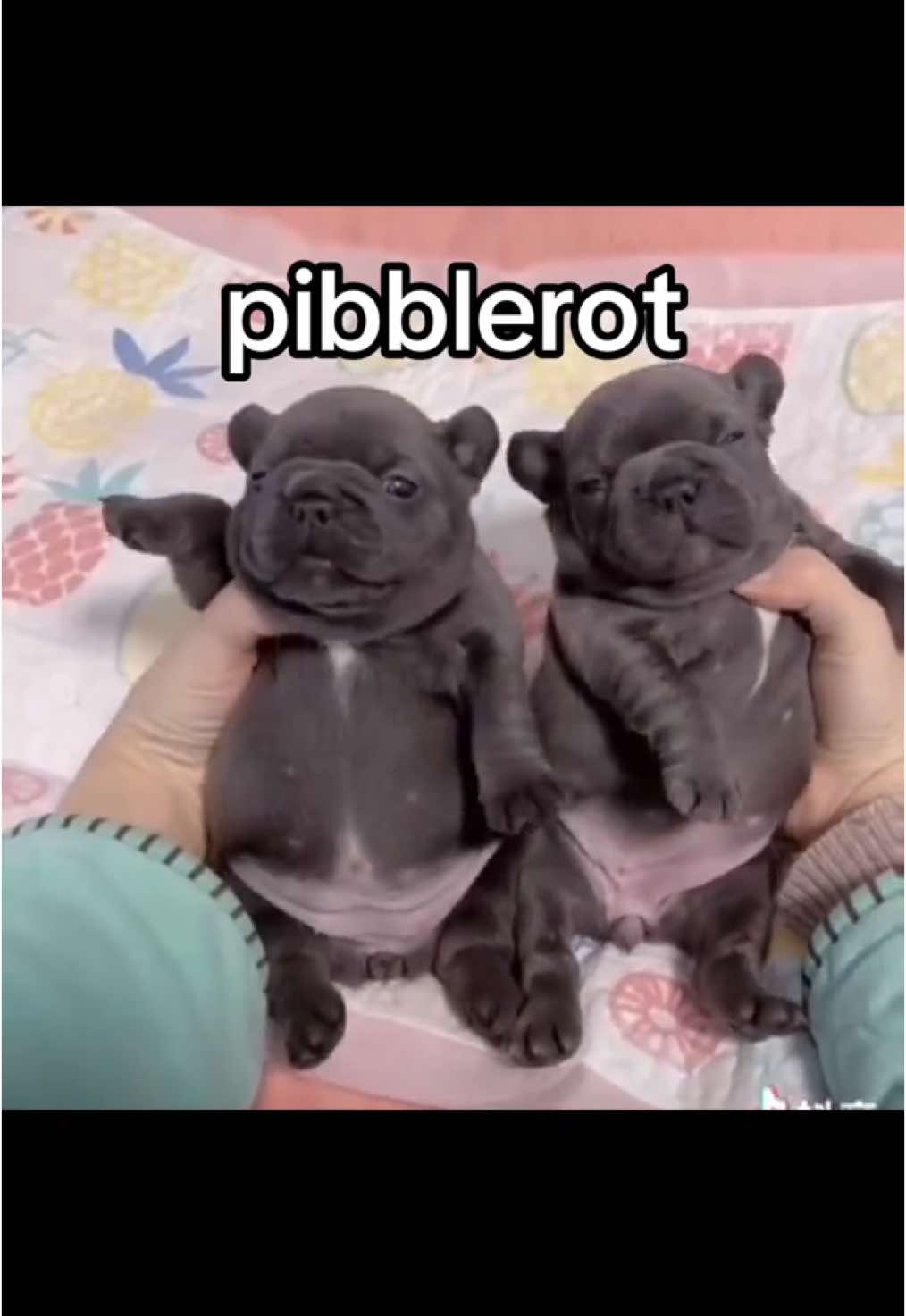 pibbles 🔝#pibble #pibblerot #pibblesoftiktok  