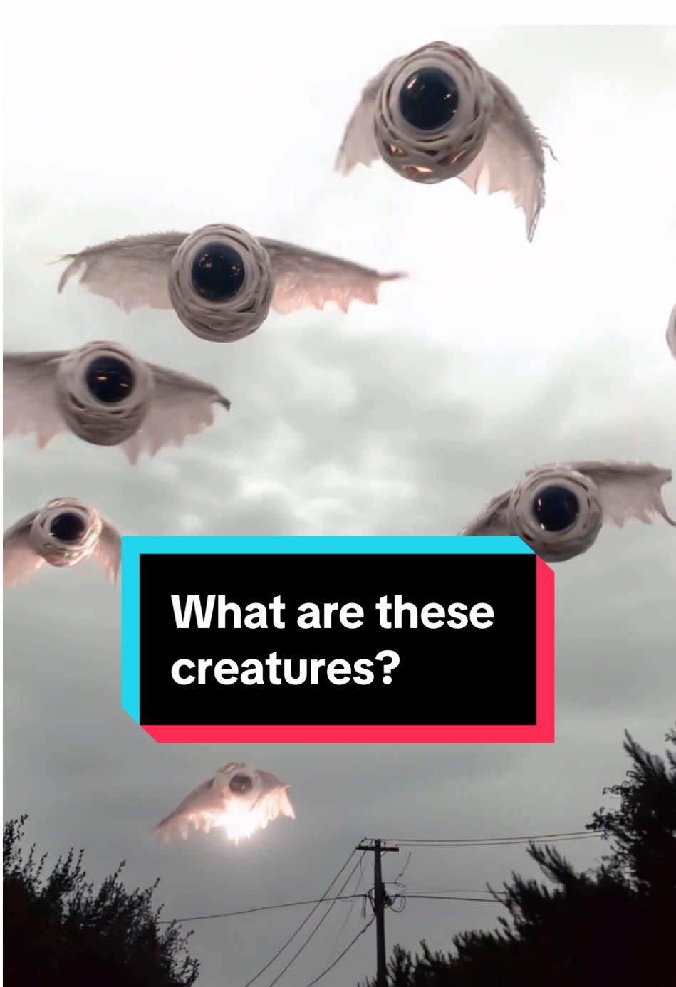 What are these creatures?  #uap #plasmoid #ufo #ufosighting #drone #orbs #caughtoncamera #caughtonvideo #alien #sighting #cryptid #thrones #ophanim #seraphim #creatures #biblicallyaccurateangels 