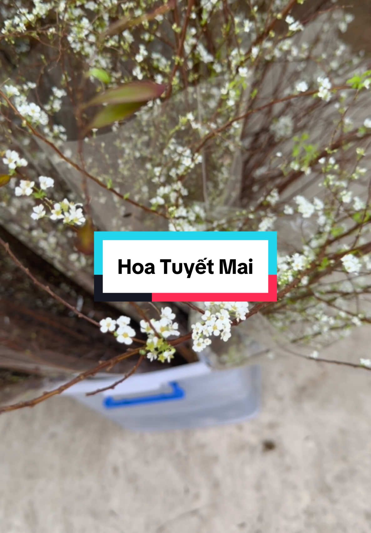 Hoa Tết 2025 #hoatet #tet2025 #ameeflora #xuhuong 