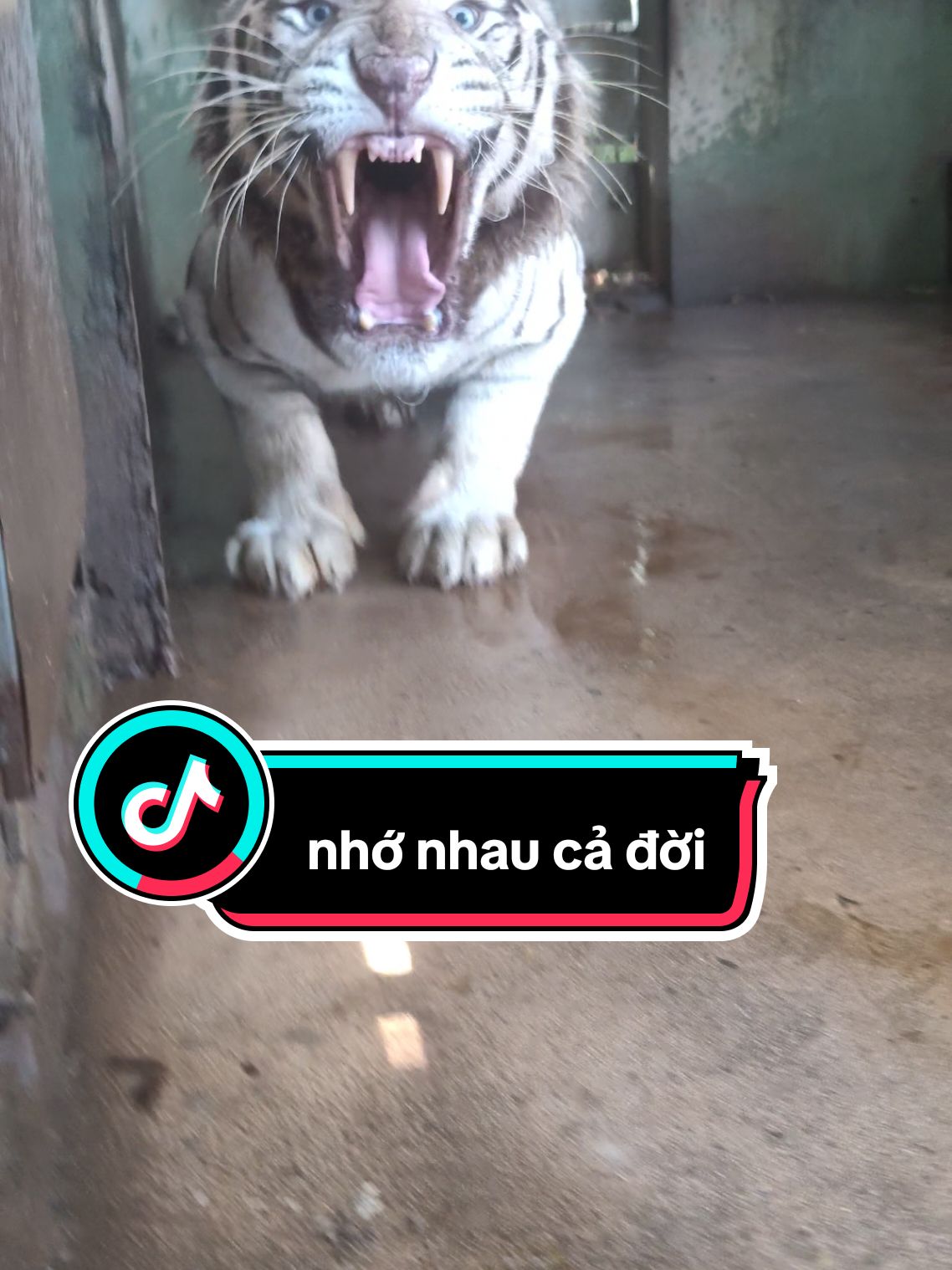 Nhớ nhau cả đời luôn #animals_vn  #whitetiger  #tiger  #bạchhổ  #Hổ 