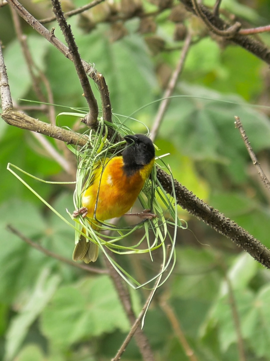 This master architect is weaving a perfect nest with its beak and claws—a process that’s simply soothing to watch! The demanding “client” has shaped the black-headed weaver into an expert avian architect. Across the vast expanse of the African continent, the black-headed weaver uses slender grass blades as pens and palm leaves as paper. With its skillful beak and agile claws, it crafts oval-shaped nests that hang like works of art. Each nest is equipped with a well-designed entrance, a front chamber, and a nesting chamber, providing the black-headed weaver's chicks with the safest and most comfortable haven. Black-headed Weaver (Ploceus melanocephalus). #blackheadedweaver #weaver #birds 