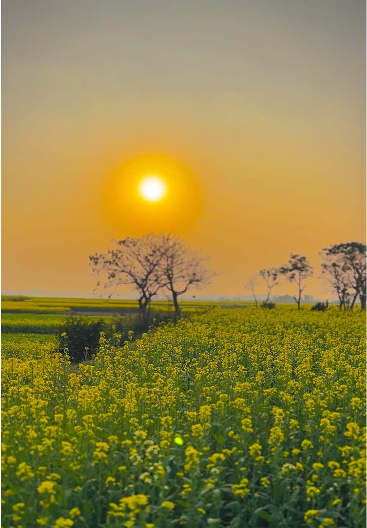 • যদি সৌন্দর্যকে আঁকড়ে ধরে রাখতে চাও তাহলে গ্রাম বাংলার প্রকৃতির কাছে ফিরে আসো──༅༎ 🍃🌿😌 #প্রকৃতি #sky #tree #fyp #fypシ #fypシ゚viralシ #unfrezzmyaccount #tiktok #shorts #song #weather #views #reels #nature #natural #scenery #foryou #trending #viral #viralvideo #sunset #flowers #NaYaN #NaYaN56 @TikTok @tiktok creators @TikTok Bangladesh 