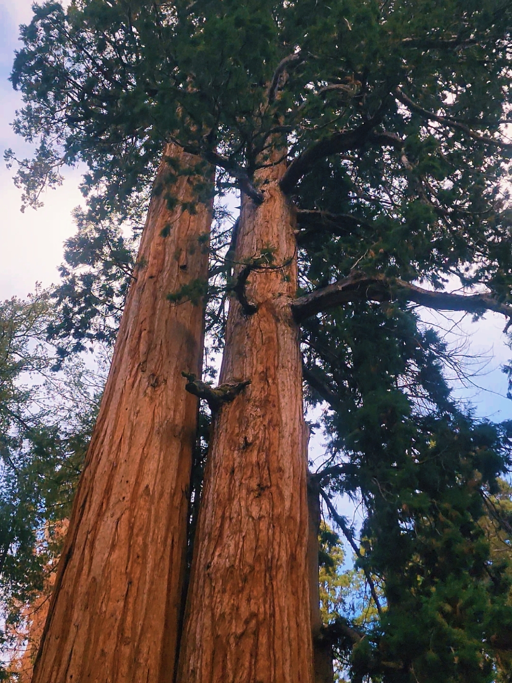 @Alma #sequoia #sequoianationalpark #fyp #foryoupage #fypシ  #Hiking #roadtrip #california 