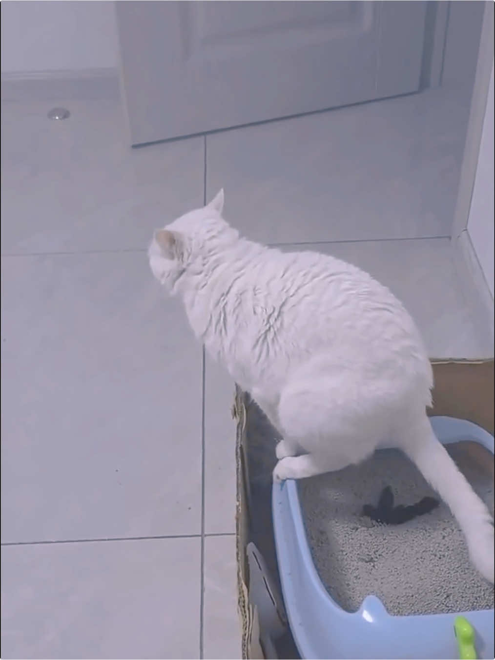 I hate the cat 😱🐈#fyp #funnycat #foryou #catsoftiktok #cat #funnytiktok #kitten 