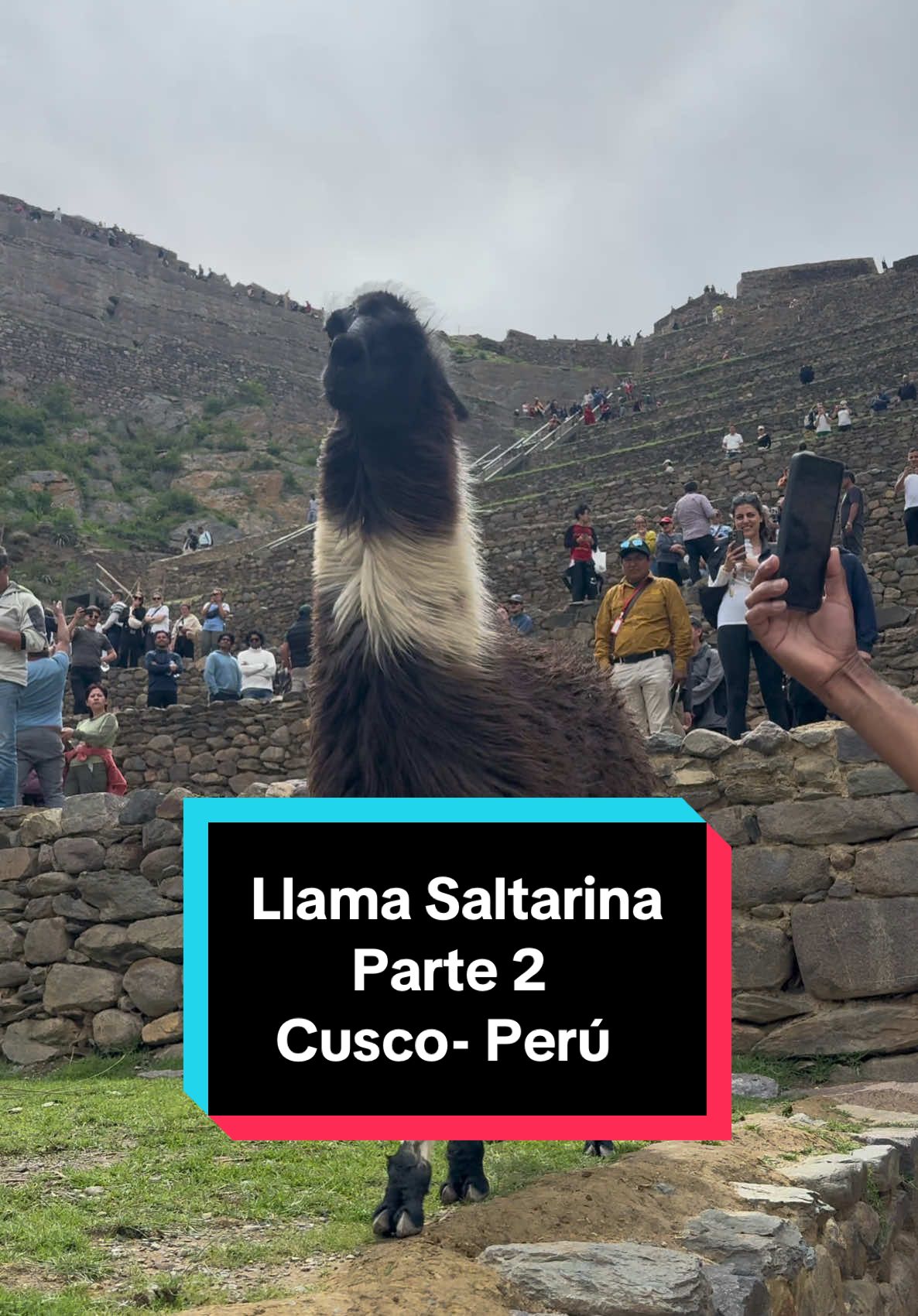 📍La llama Saltarina sigue llamando la atención de los visitantes 🦙#CapCut #cusco #cusco_peru🇵🇪 #cuscoperu #cuscotiktok #cuscoperu🇵🇪 #cusco_peru #guiadeviajes_peru #llama #llamalove #llamalover #ollantaytambo #machupicchu #animalesgraciosos #llamasaltarina #funnyllama 