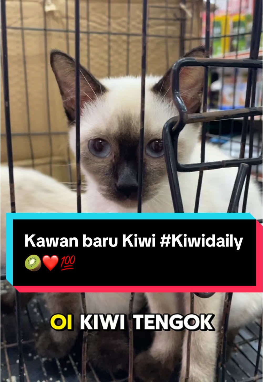 #Kiwidaily Kawan baru kiwi 🤣🥝 #Petfactory #catlover #Kiwidaily #makanankucing #KucingGebu 