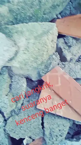 jangkrik aneh..