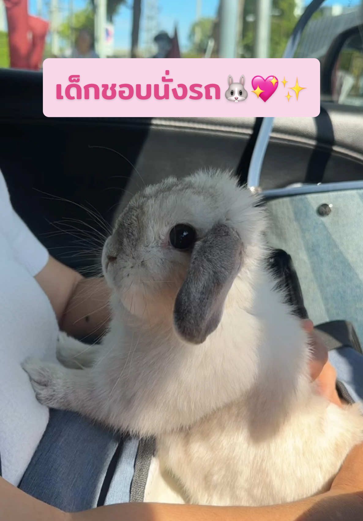 เด็กชอบนั่งรถ🐰✨💖   #iko #ikostory #oki #mebunny #bunny #bunnylife #สวนสัตว์tiktok #bunnyoftiktok #bunnyoftheday #hollandlop #hollandlopbunny #bunnylover #กระแสมาแรง #ติดเทรนด์วันนี้ #foryoupage #animalsoftiktok #CapCut 