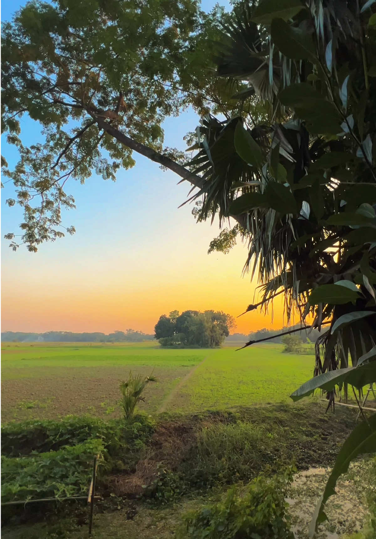 জীবন কখনো পরিকল্পিত সাজানো হয় না, তবে আমাদের সাহস দিয়ে তা সুন্দর করে তুলতে হয়। ☺️ #foryou #foryoupage #fyp #nature #fypシ #madaripur #tiktok #tiktokbangladesh #videography #trending #viral #status #trending 