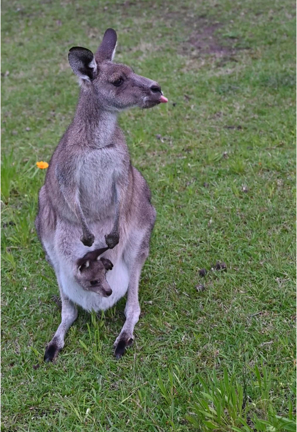 Baby kangaroo bouncing around in the pouch #joey #kangaroo #meanwhileinaustralia #pouch #cuteanimals #babykangaroo #australia 