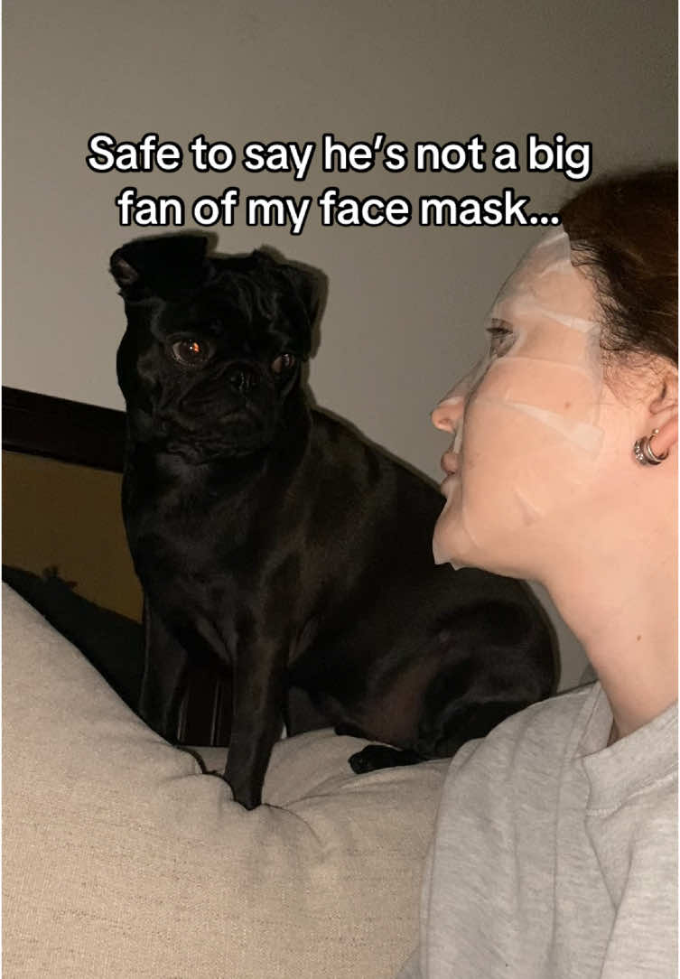 Just girlie tryna do ✨skincare✨but papi doesn’t approve… #fyp #funnymoments #dogsoftiktok #pugsoftiktok #blackpug #fypage #dogmom #skincare #dogskincare #blackpug #servicepug #fy #dogmomlife 