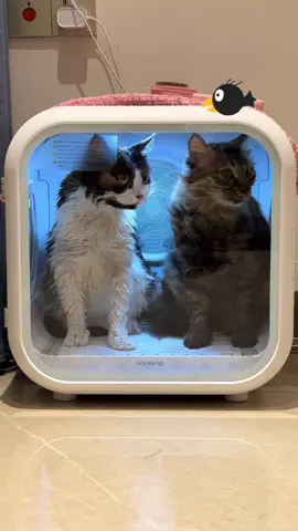 🐾 Smart Pet Dryer – Give Your Fur Baby the Ultimate Drying Experience! 🐾 ✨ A must-have for every pet-loving home! This 62L Pet Hair Dryer Box offers a safer, more efficient way to dry your cats and small pets. Say goodbye to the hassle of traditional drying methods! 🌀 Intelligent Automatic Drying System – Tailored for your pet’s optimal drying needs! 💼 Spacious 62L Capacity – Easily fits pets up to 15kg. 🎛️ Four Drying Settings – Customizable options to suit different pets and drying preferences. 🛡️ Safe Design – Escape-proof safety latch ensures peace of mind. 🔥 Precise Temperature Control – Adjustable settings to keep your pet comfy and calm. 💕 With this, drying your pet has never been easier! Upgrade your routine and pamper your fur baby with the ultimate drying solution! 🐕🐈 📌 Shop now 👉 Shop on petfectioncorner.com.au 🌟 #smartpup #PetCareEssential #quickdrypets #petloversclub #FurBabyCare #PetParentGoals #CatLovers #DogLovers #PetGroomingTools #PetDryingSolutions #PetAccessories #PetCareMadeEasy #AustraliaPets #petcare #AussiePetLovers #AustralianPetProducts #pet #pets #cat #catsoftiktok ##australian #sydenyaustralia🇦🇺