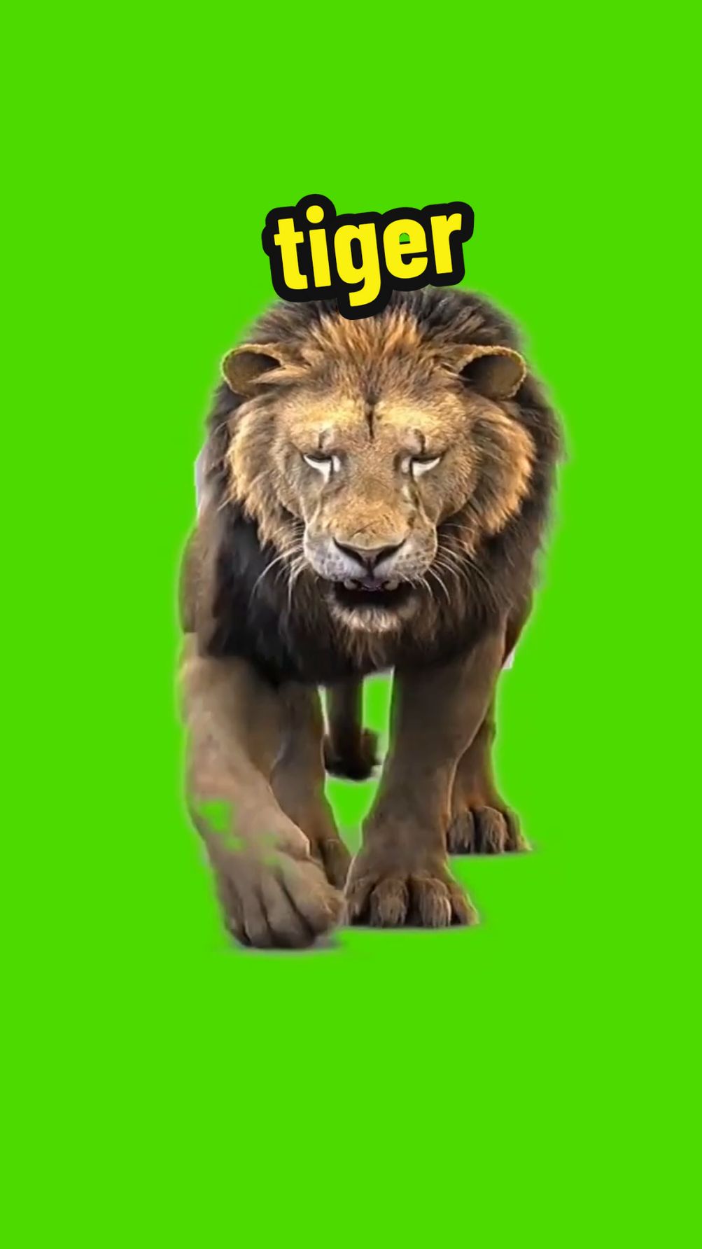 tiger #pfy #fyp #foryou #greenscreeneffect #greenscreenvideo #greenscreen #greenscreenchallenge #tiger #tigers 