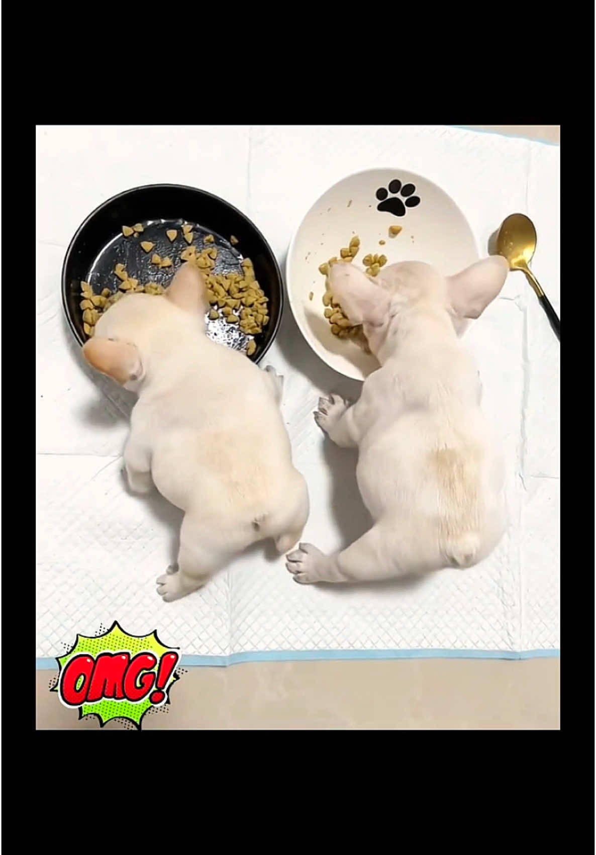 Gmail Food Show#frenchbulldog #frenchiepuppy #eat #dog #cutepet #dogsoftiktok #fyp 