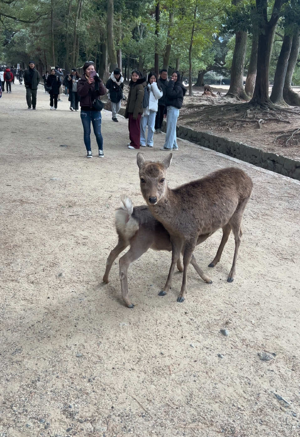 Tourist Amazed as Mother Deer Feeds Her Baby Milk! #deerpark #japan #deer #narapark 