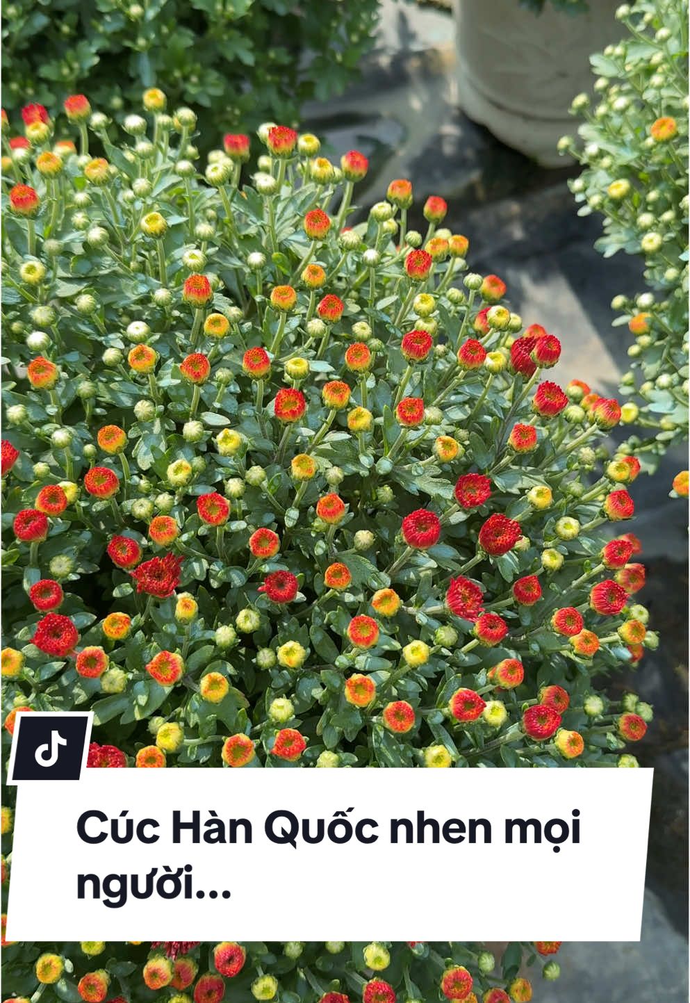 Cúc Hàn Quốc nhen mọi người...#caygiongmiennam #mamxoi #cuchan 