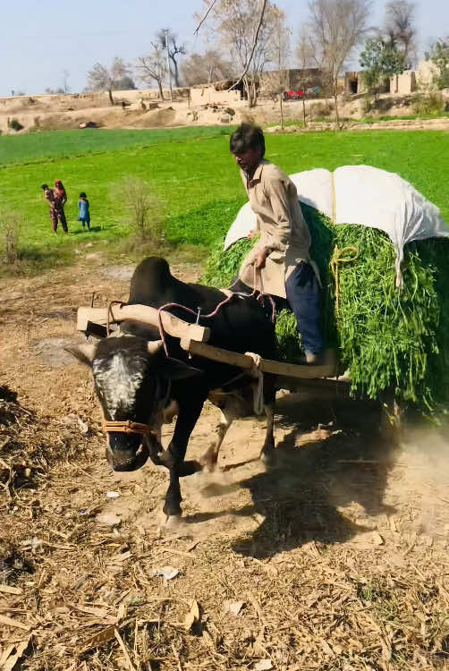 KHARAL FARM HOUSE🐃🐄🐮🐮🐮🐮🐮🐮🐮🐮🏝 #kharalfarmhouse #animals #cow #animalsfood #viralvideo #punjab #majj #fypシ゚ #grow #beauty #fypage #milking #newborn #farm #Love #fyp #cattle #bilalmarth7 #goviral 