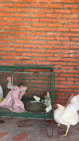Energic Minea go play with baby chicks #monkey #tiktoker #viralvideo #monkeys 