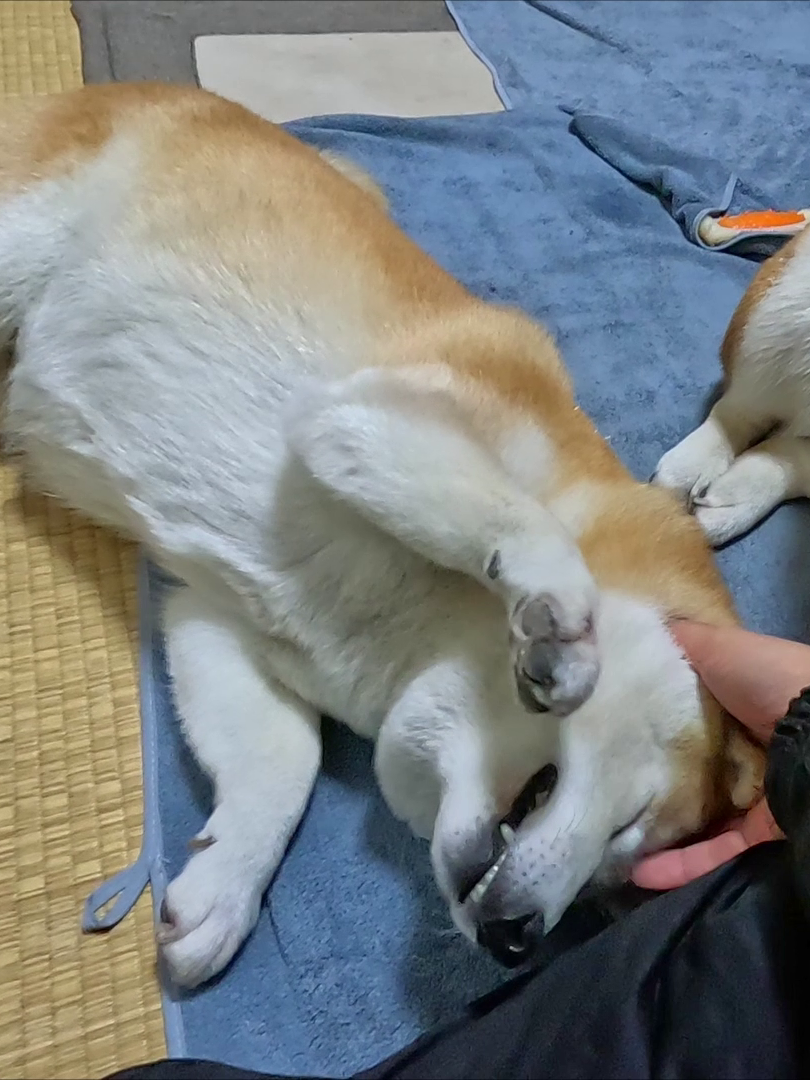 モチベーションとインスピレーションが活性化するモテモテ休憩所 #dog #shiba #犬 #柴犬 #丸柴 #犬のいる生活 #柴犬のいる暮らし  https://youtu.be/DxjPX4bmfu0?si=-fYpeX_i6RojdyvK